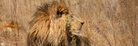 Lions at Le Cozmo's Daytrips